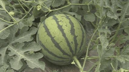 夏邑县美丽乡村介绍,美丽乡村之全景地图夏邑