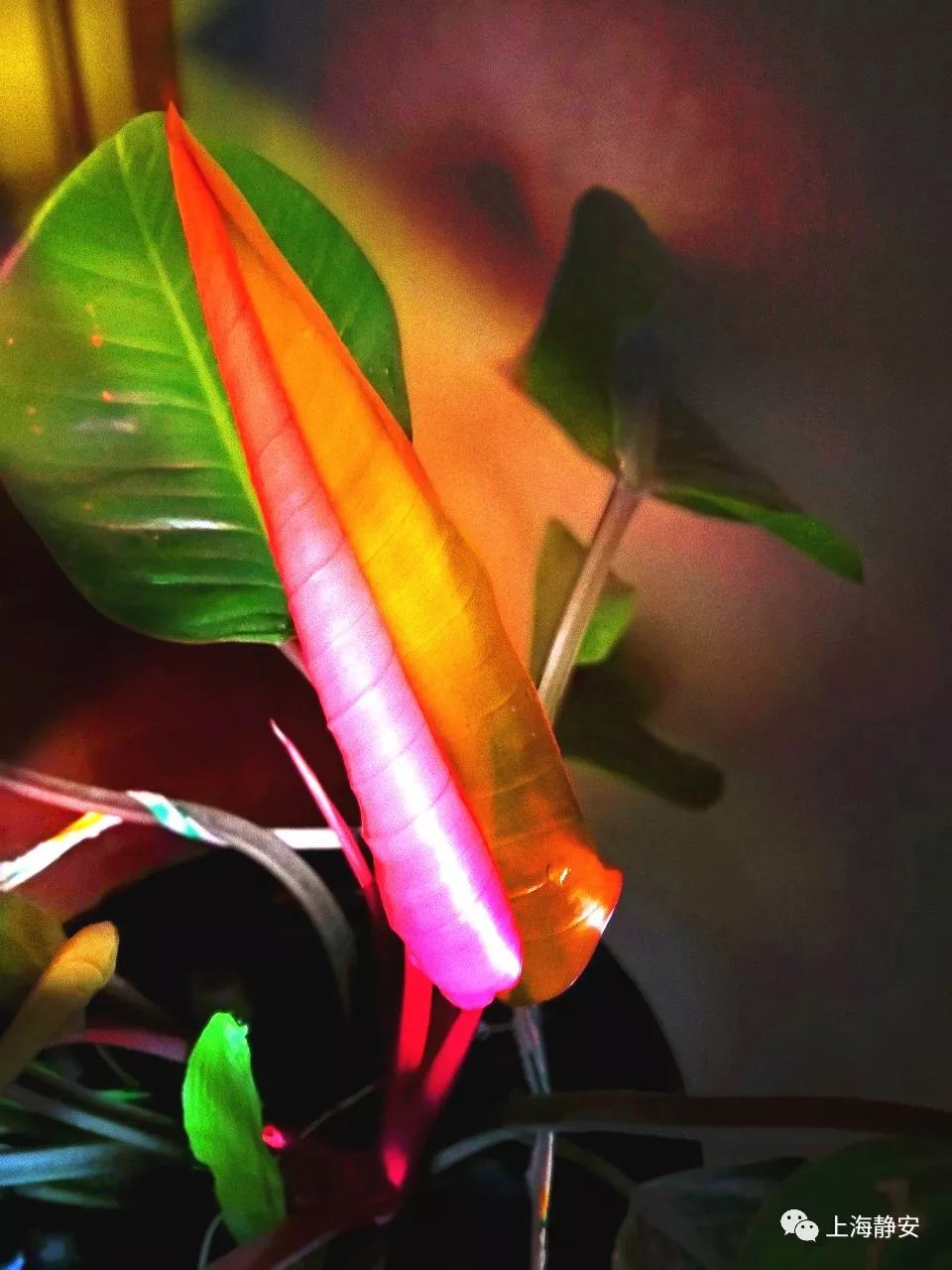 吸收甲醛最佳的十种植物排行榜,吸甲醛最快最有效的植物排名