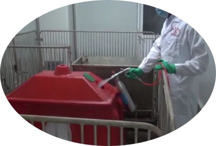 非瘟后的猪场消毒程序,非瘟猪场消毒总结
