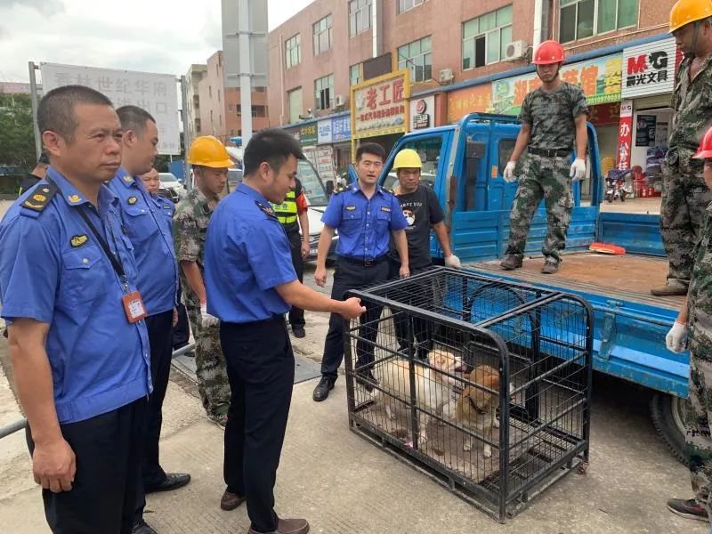 深圳严查养狗合法吗,深圳市龙岗区养犬规定