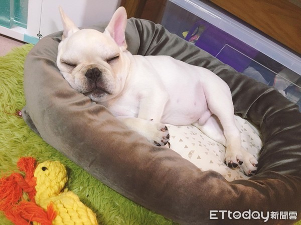 法斗大皮褶,法斗眯眼眼泪多怎么办