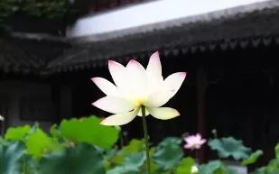 七月寻凉首选地！离上海车程仅1.5h，藏着座解暑小城！赏花赏水更赏情，藏着让人静下来的神奇魔力