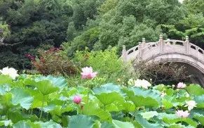 七月寻凉首选地！离上海车程仅1.5h，藏着座解暑小城！赏花赏水更赏情，藏着让人静下来的神奇魔力