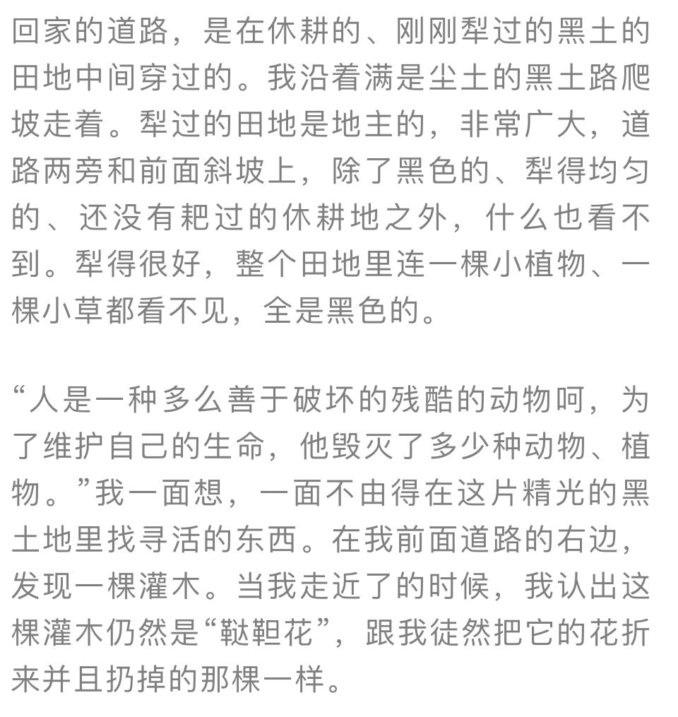 夜读|绝不低头的牛蒡花，你见过吗？