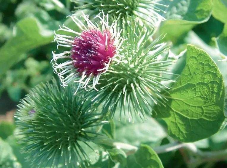 夜读|绝不低头的牛蒡花，你见过吗？