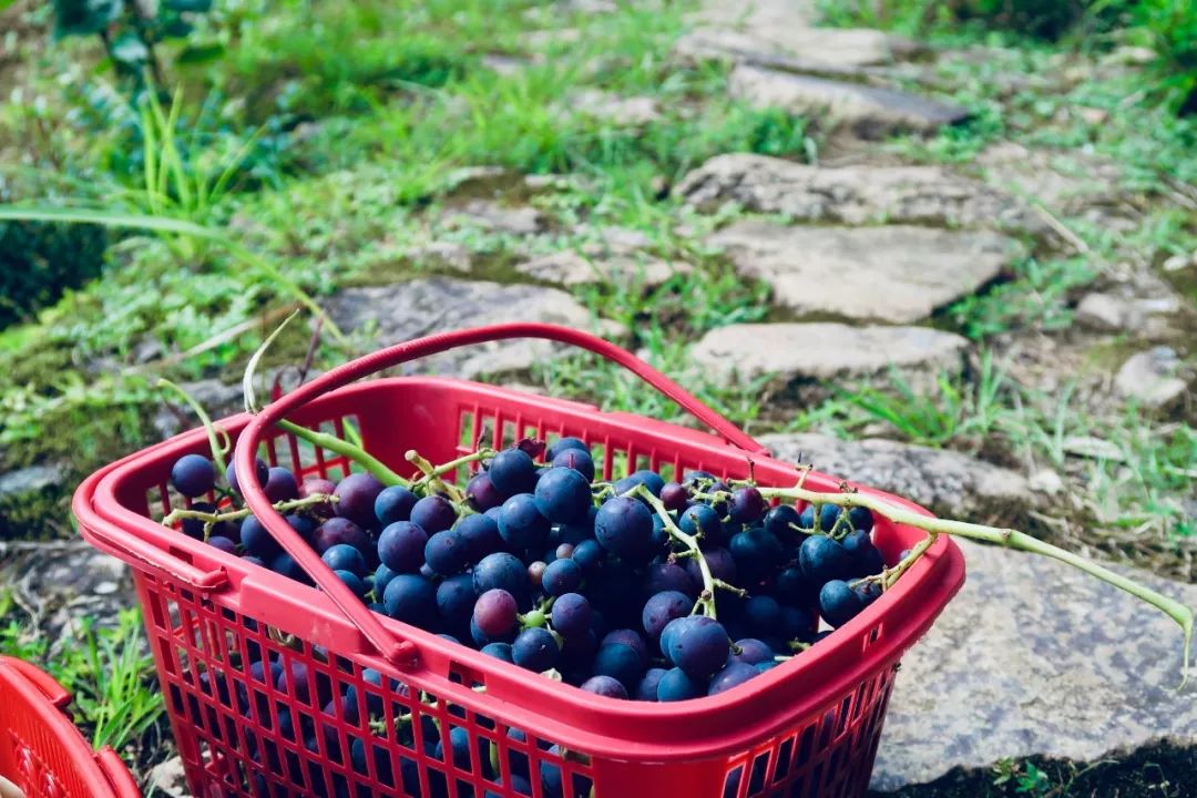 又挖到个21℃的清凉山城，还藏着人均¥300+就能入住的浙南“小星野”，仅限200套