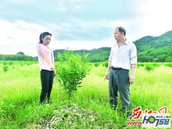 四会黄田柑橘种植生态园,四会市黄田镇最新规划