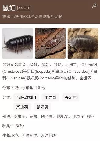 浙江怪异虫子,浙江渔民捕获怪物鱼