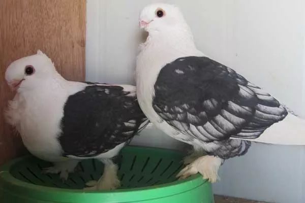 鸽子和鸽子打架是什么原因,看见两只鸽子打架的预兆