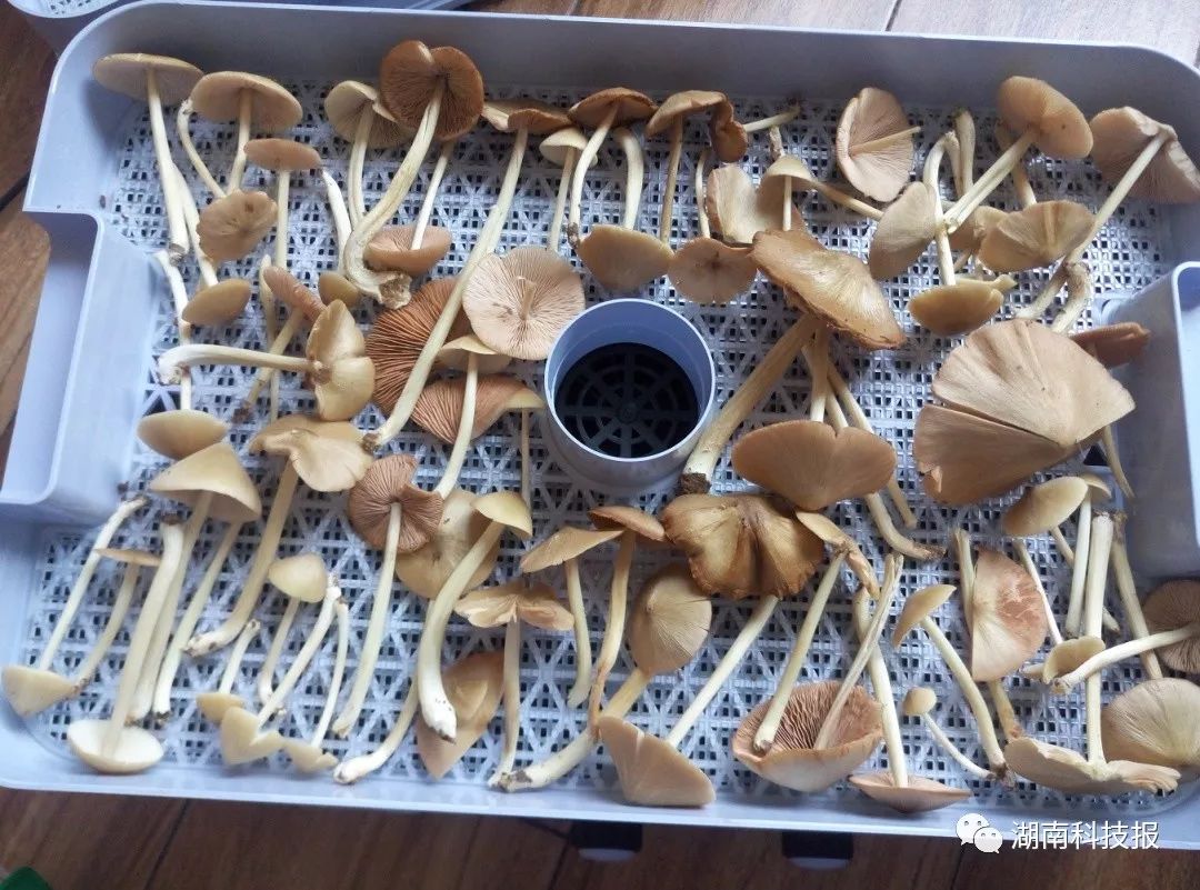 误食毒蘑菇的症状,误食毒蘑菇临床表现