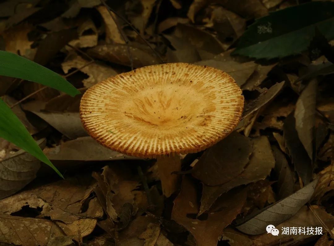 误食毒蘑菇的症状,误食毒蘑菇临床表现