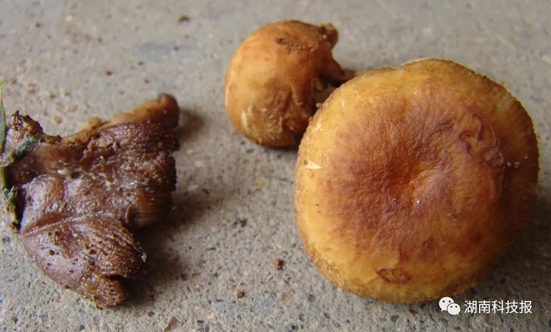 误食毒蘑菇的症状,误食毒蘑菇临床表现