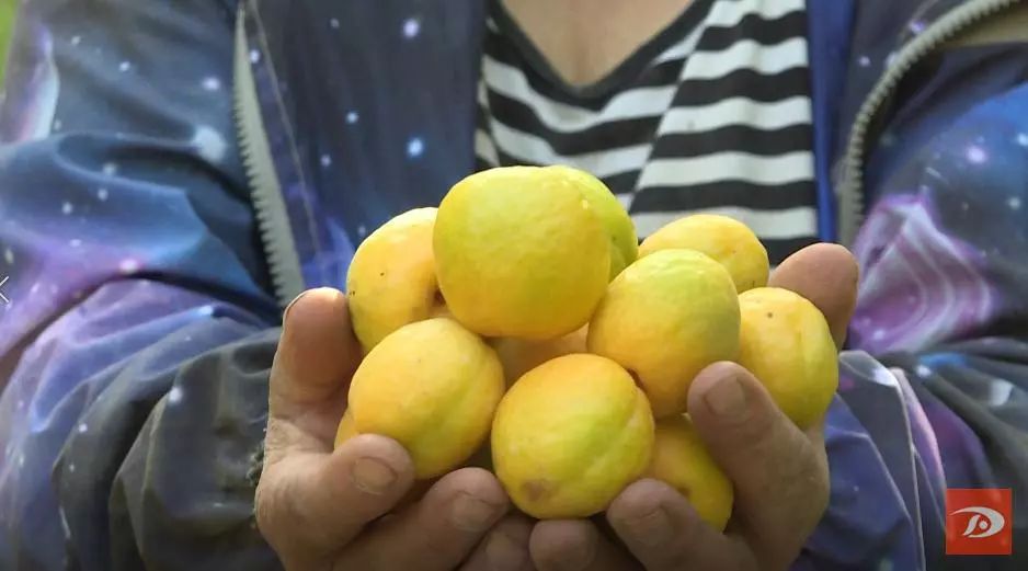 金蛋蛋,金蛋蛋盲袋