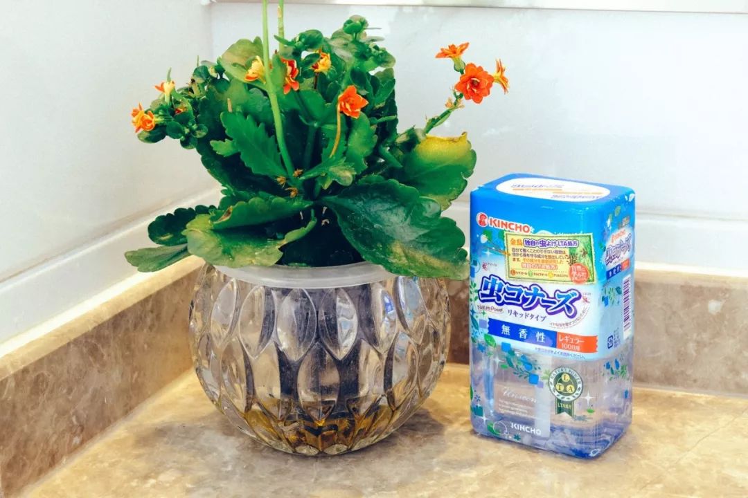 夏天驱蚊必备好物良心推荐,给大家推荐一款驱蚊神器驱蚊草