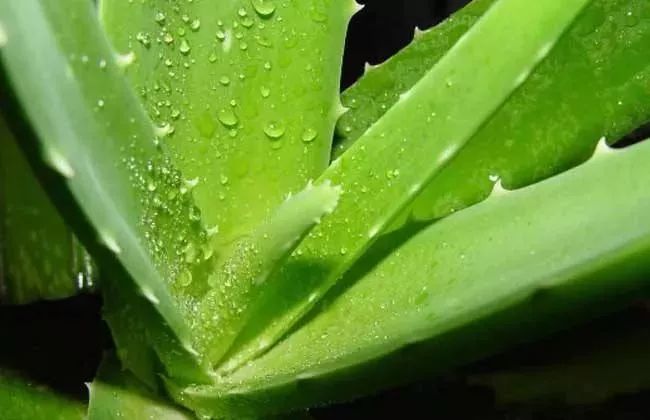 补水保湿晒后修复消炎杀菌,芦荟胶舒缓保湿凝胶儿童可以用吗