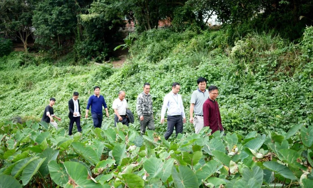 正宗博白芋苗,博白芋苗多少钱一斤