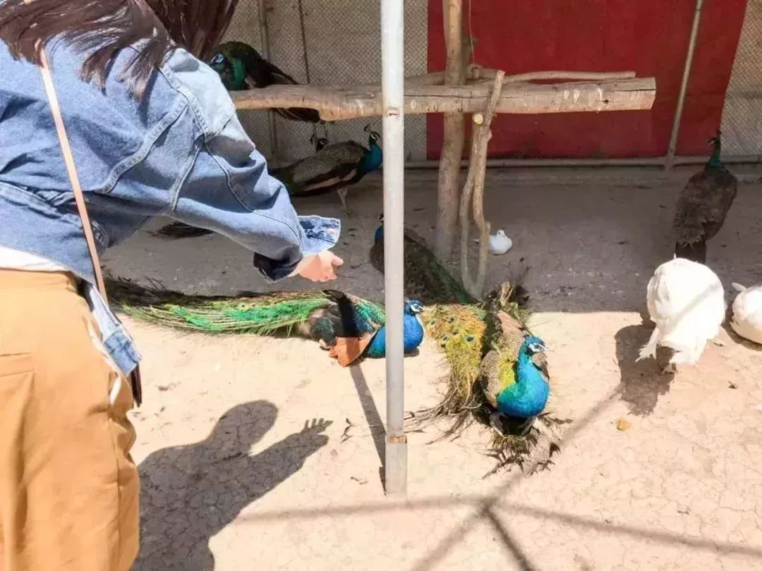 都听我的！这个中秋就去开心休博园！解锁不一样的童趣假期