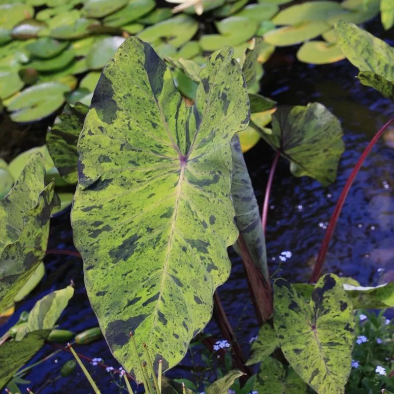 2000块一斤的芋头到底长什么样?绿植达人爱不释手的黑金海芋告诉你答案