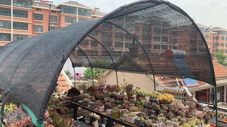 夏天已过一半你们的多肉还好吗,夏天已过半