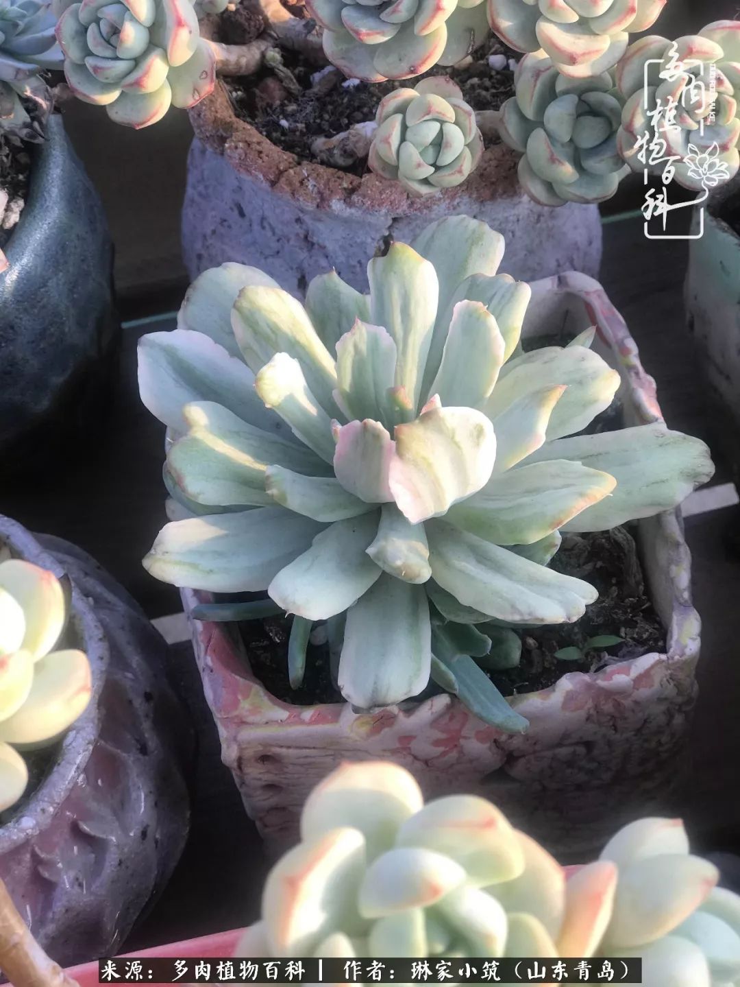 夏天已过一半你们的多肉还好吗,夏天已过半