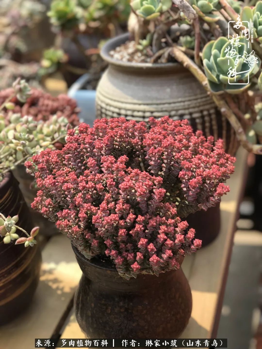 夏天已过一半你们的多肉还好吗,夏天已过半