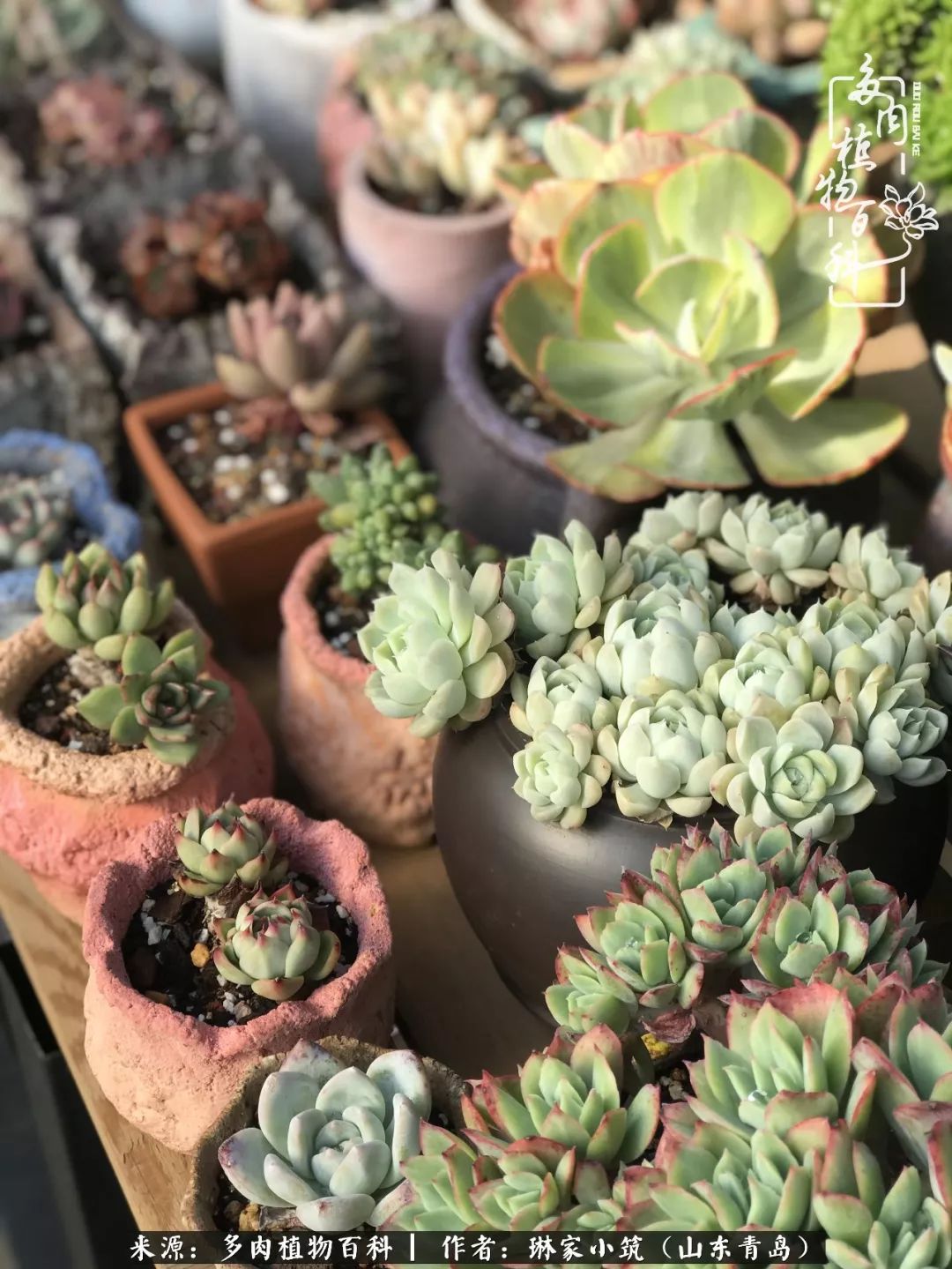 夏天已过一半你们的多肉还好吗,夏天已过半