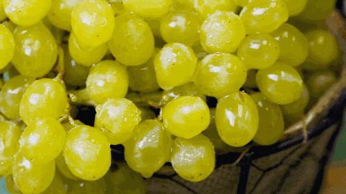 连阿里巴巴都点名！拿奖拿到手软的“葡萄王”来了~入园采摘，尽享千元农家菜