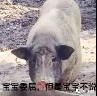 最新武汉垃圾分类消息,武汉垃圾分类怎么样了