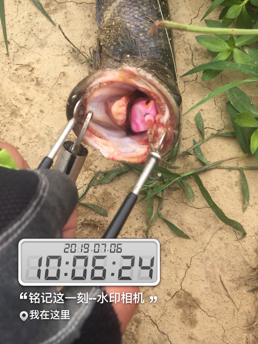 雷强2020年视频,2019雷强视频