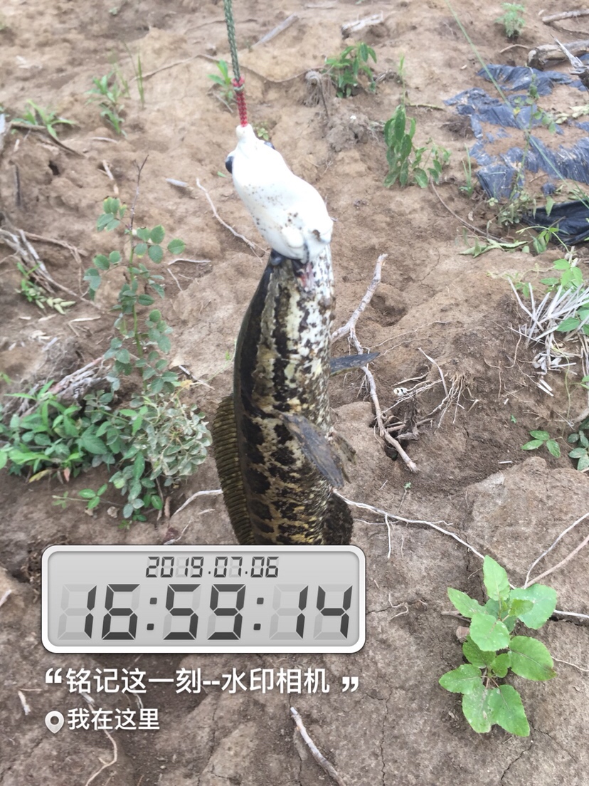 雷强2020年视频,2019雷强视频