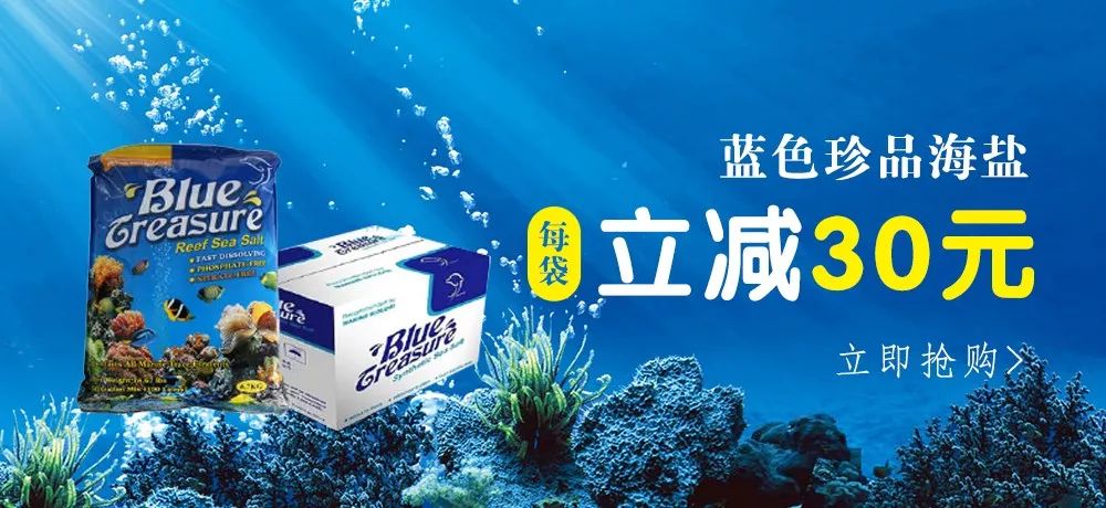 魟鱼混养黑名单,大型混养海缸