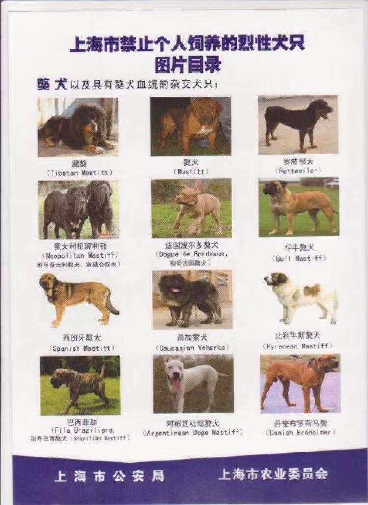 烈犬伤人怎么处罚,禁养犬被抓走的狗怎么处理