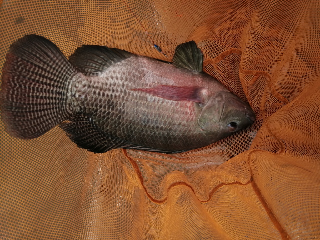 罗非的正确吃饵方法,钓罗非的心得和经验
