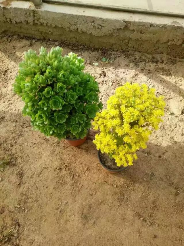 绿羊绒和香腹啥区别,绿羊绒是什么样的