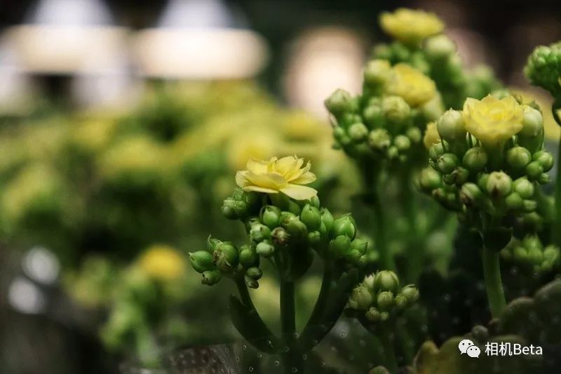 小单反相机入门,最小的单反相机有哪些