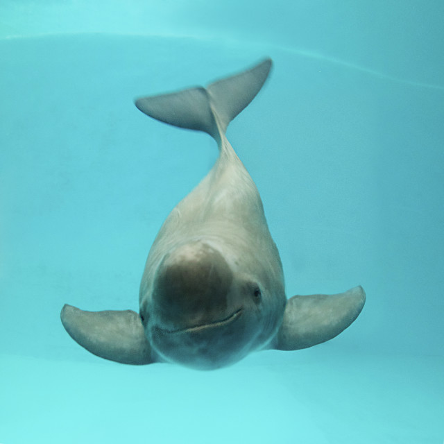 朱鹮是东方白鹤吗,东方宝石朱鹮