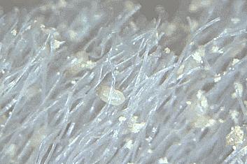 搓背长条沐浴刷,懒人浴室搓背刷