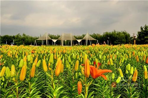 百合打卡地,百合打卡网红地