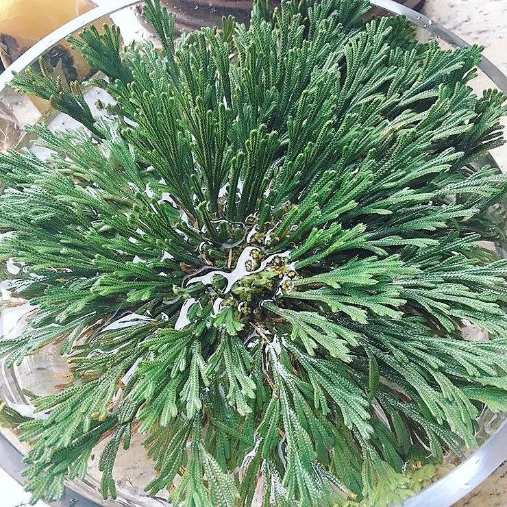 bblaboratories复活草面膜,复活草水嫩保湿面膜