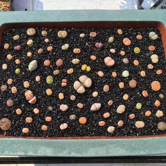 多肉怎么选泥土,多肉需要补充哪种肥料