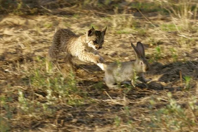 世界上最长的兔子是什么品种 (世界上最珍稀的兔子是什么兔子)