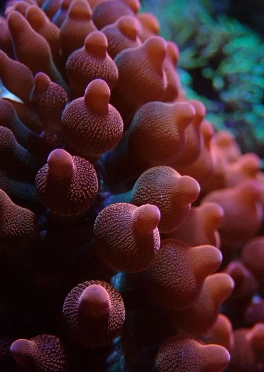 新开缸每天都有鱼死,新开缸鱼一直死