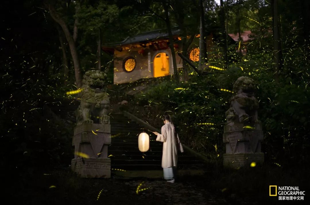 南京紫金山灵谷寺萤火虫,南京灵谷寺哪里可以看到萤火虫