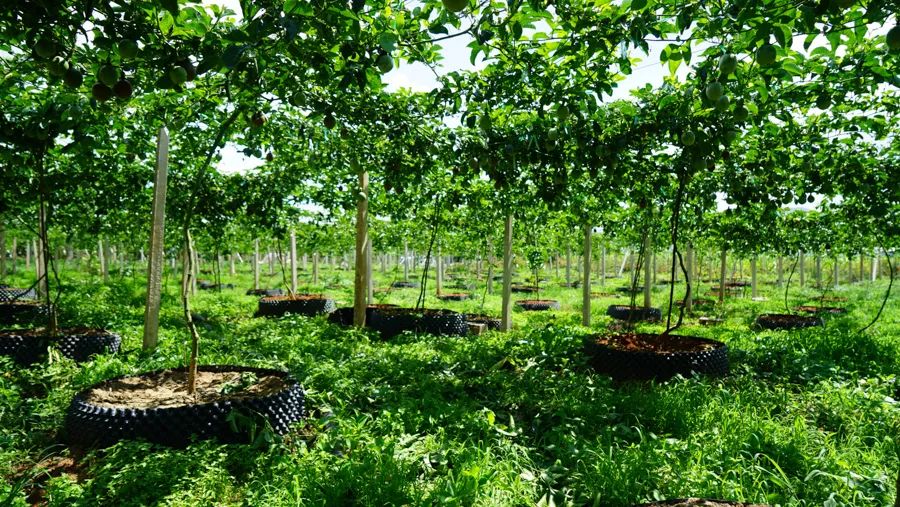 宾川最出名的石榴,大理宾川石榴