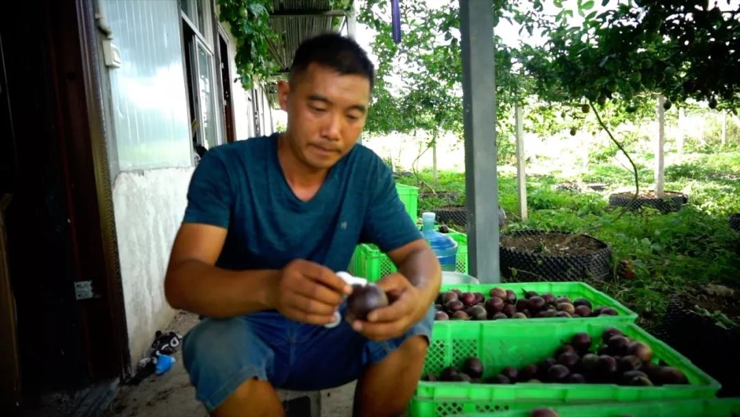 宾川最出名的石榴,大理宾川石榴