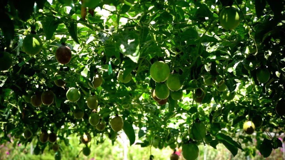 宾川最出名的石榴,大理宾川石榴
