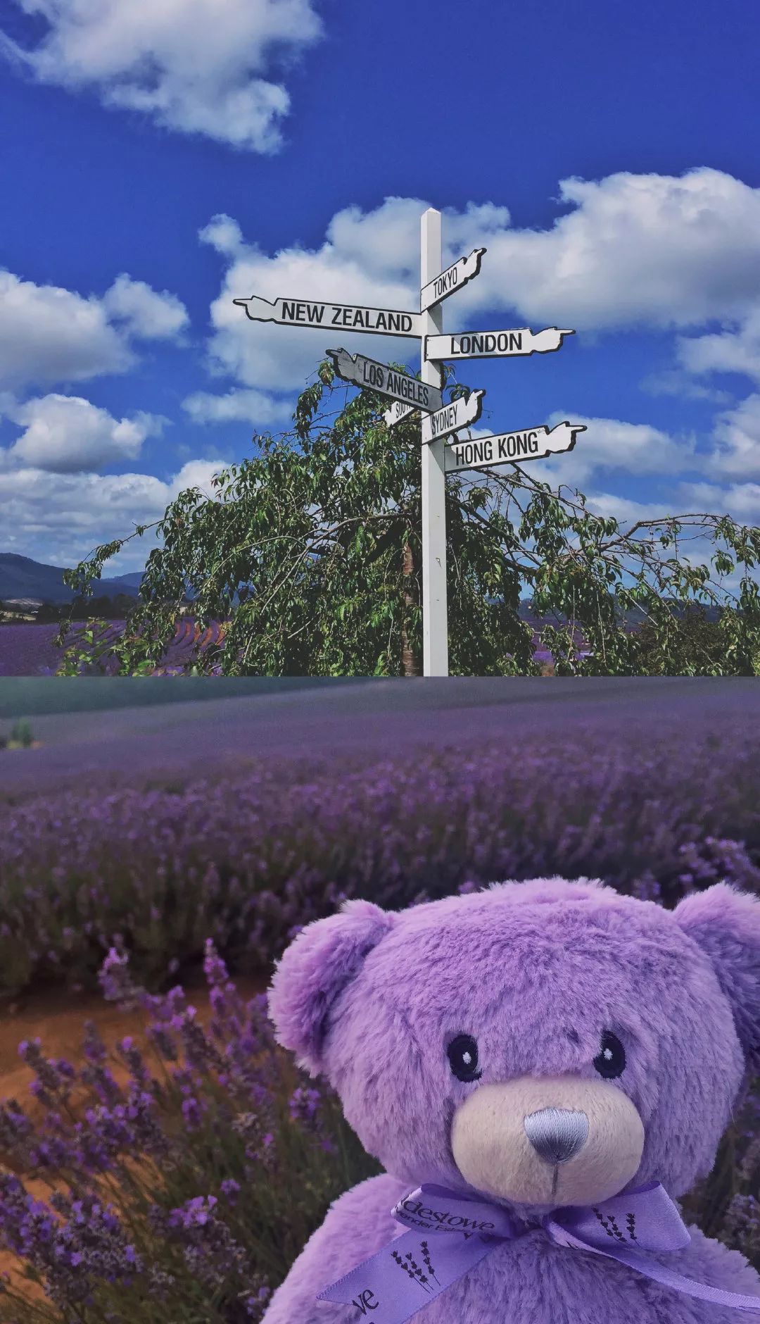 这家商场变酱紫了？风靡全球的薰衣草小熊来袭，带来高颜值打卡空间