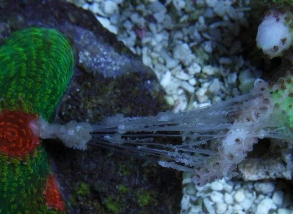 生死看淡不服就干古风打戏,生死看淡不服就干打一动物