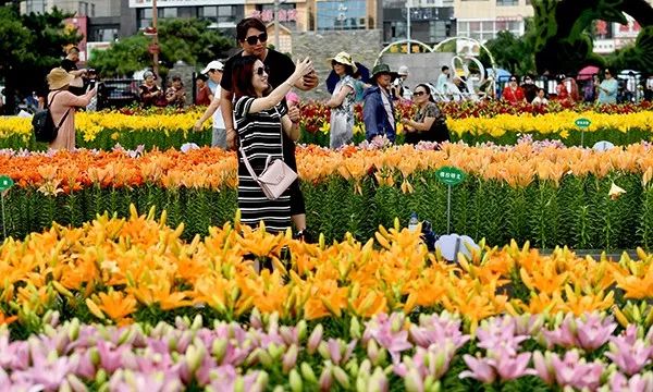 美爆了全球最美樱花,美爆长春公园的油菜花海盛放