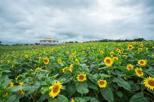 惊艳！花仙子这片向日葵花海盛情绽放！你去看了吗？